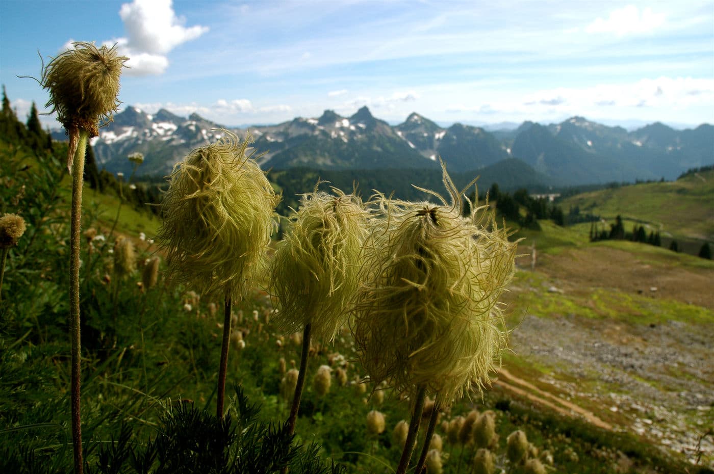 I took this on my way up Mt. Rainier! Such a beautiful place.